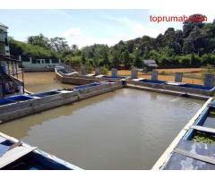 Dijual Ikan Koi Farm, Rumah Walet, Dan Villa