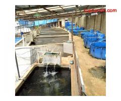 Dijual Ikan Koi Farm, Rumah Walet, Dan Villa