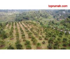 Tanah Kebun Alpukat Strategis Kawasan Gunung Endut Sukabumi